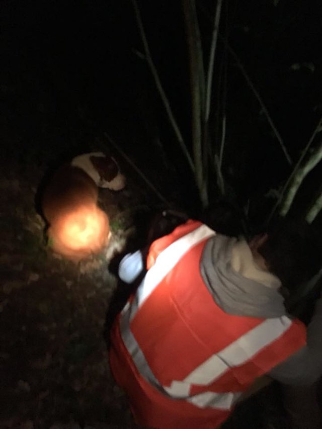 Illustration de l'article : 2 sœurs s'égarent dans les bois, leur chien les protège jusqu'au bout